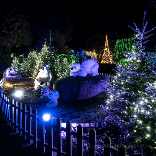 Xmas Light Trail rental